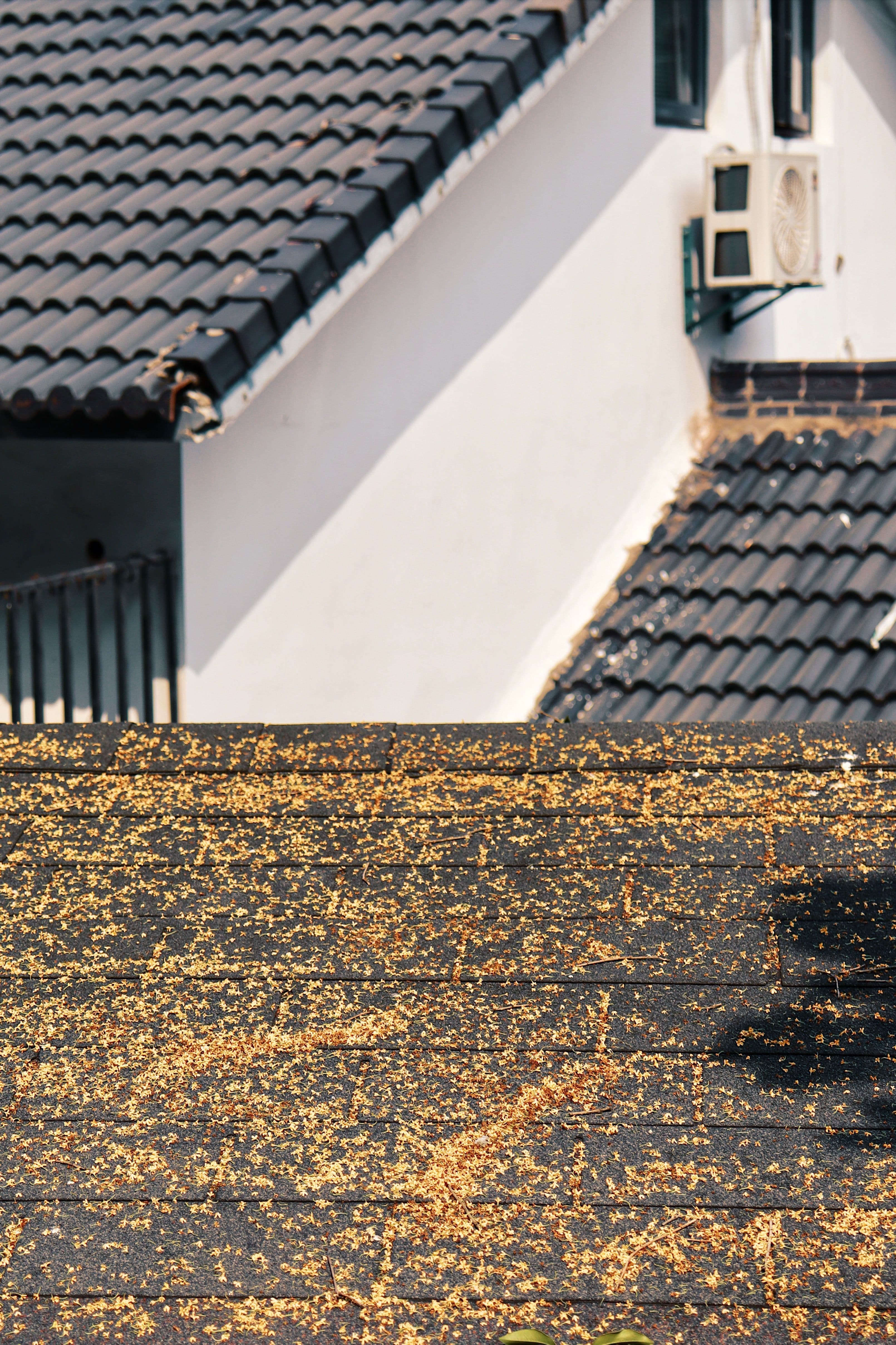 Roof Cleaning & Moss Treatment — Maple Property Maintenance